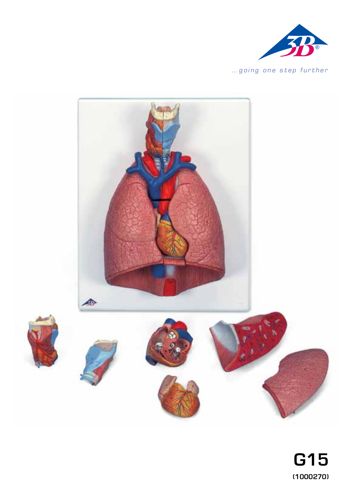 3B Scientific Lung   with larynx User Manual