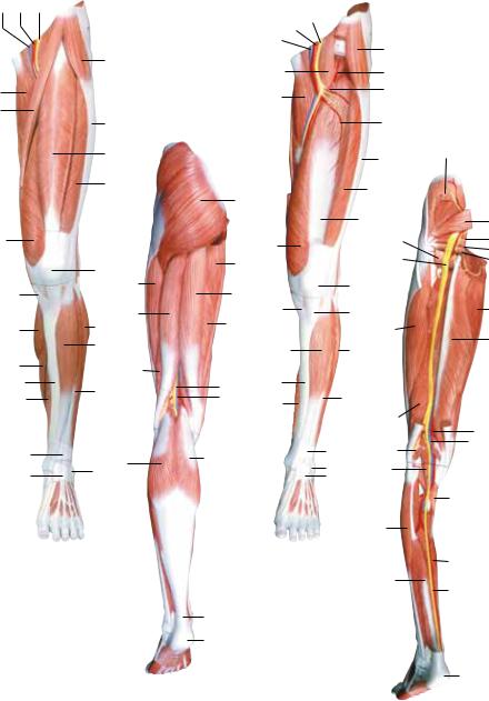 3B Scientific Deluxe Muscle Leg User Manual