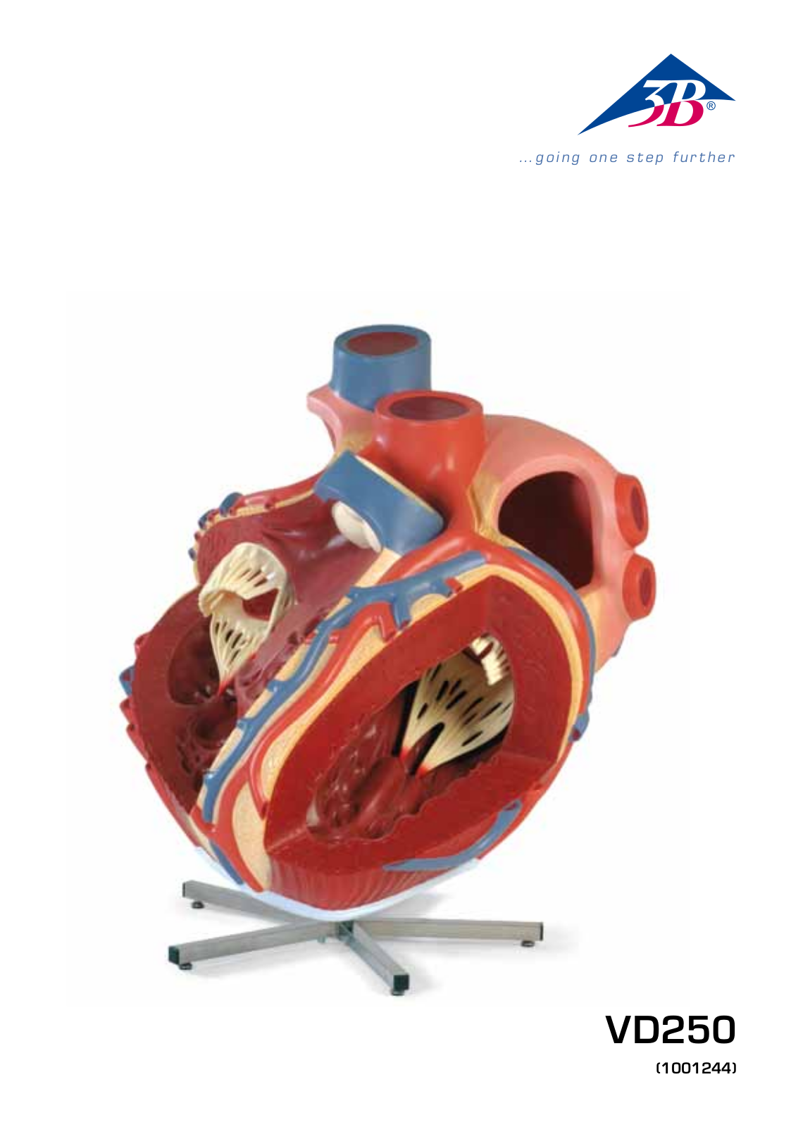 3B Scientific Giant Heart User Manual