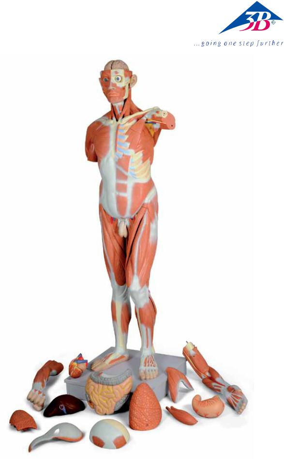 3B Scientific Life size Male Muscular Figure User Manual