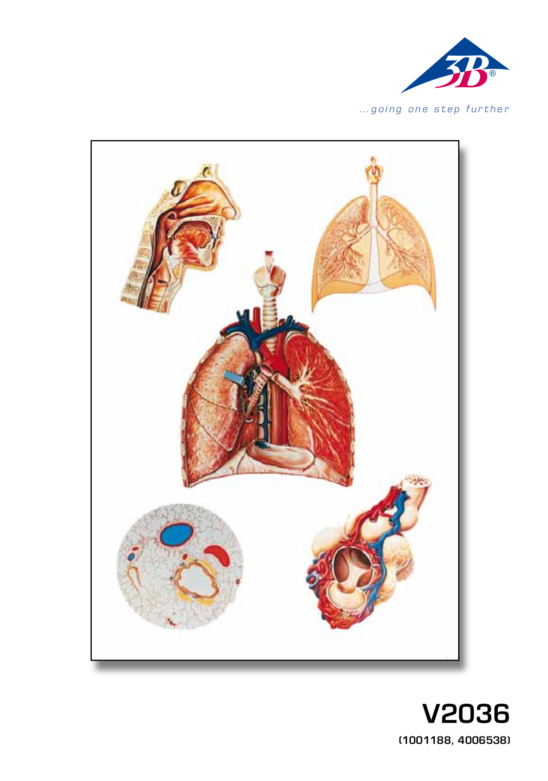 3B Scientific Respiratory Organs Chart User Manual