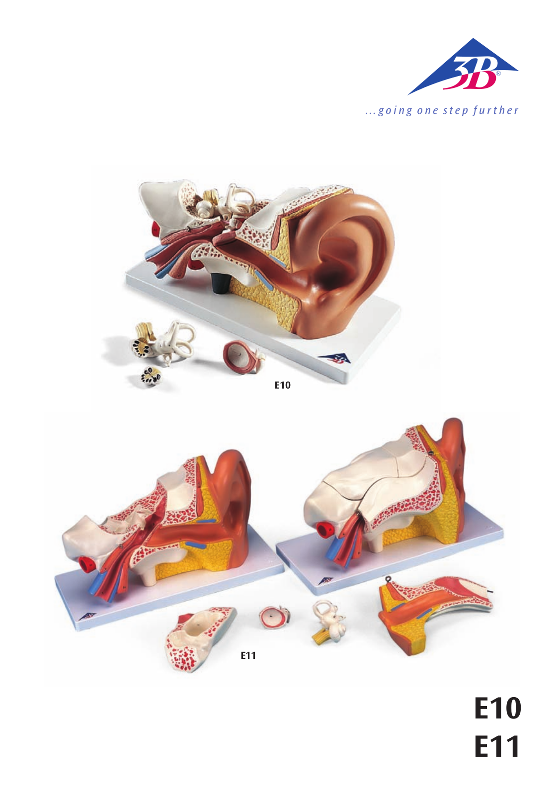 3B Scientific Ear Model User Manual