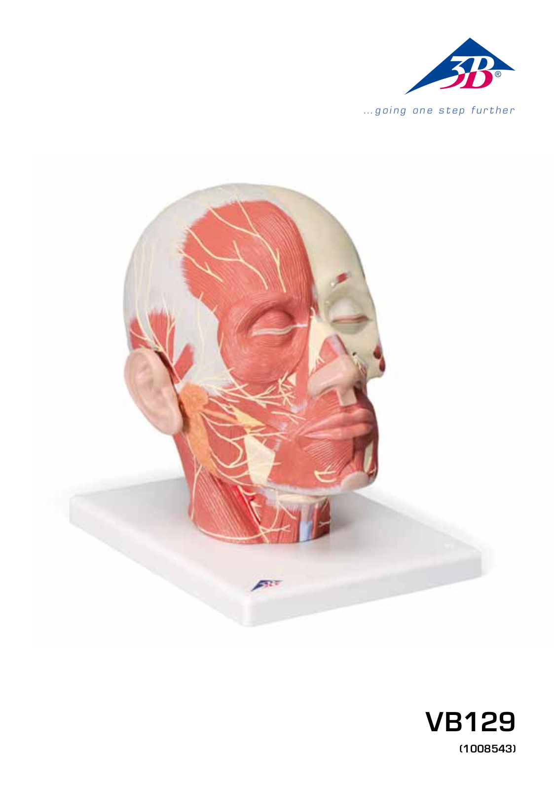 3B Scientific Head Musculature additionally with Nerves User Manual