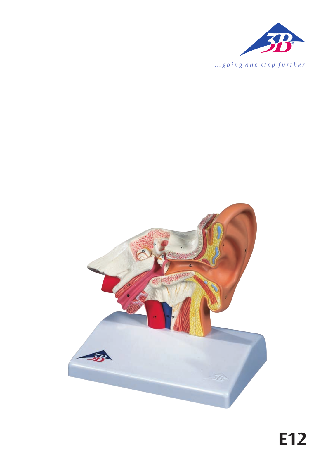 3B Scientific Ear Model for desktop User Manual