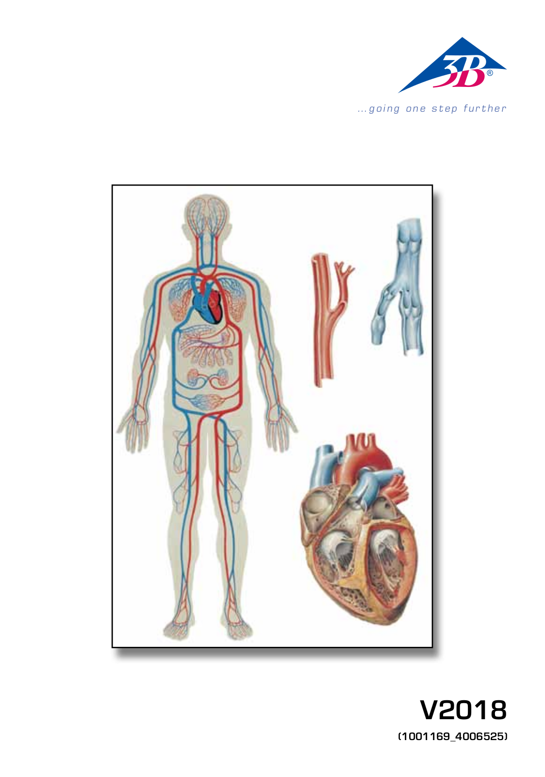 3B Scientific Human Blood Circulation Chart User Manual