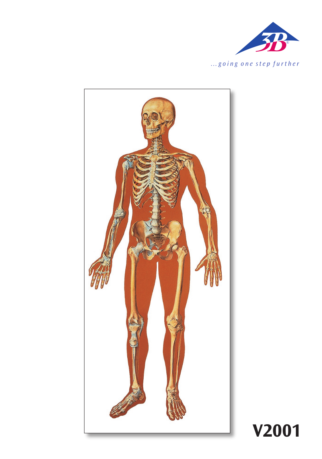 3B Scientific The Human Skeleton Chart User Manual