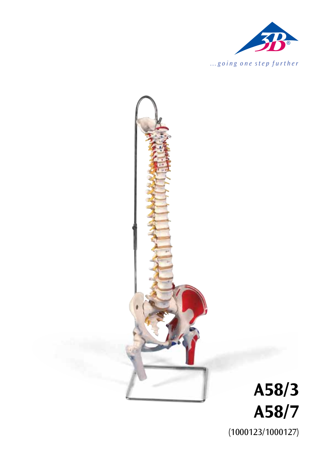 3B Scientific Deluxe Flexible Spine User Manual