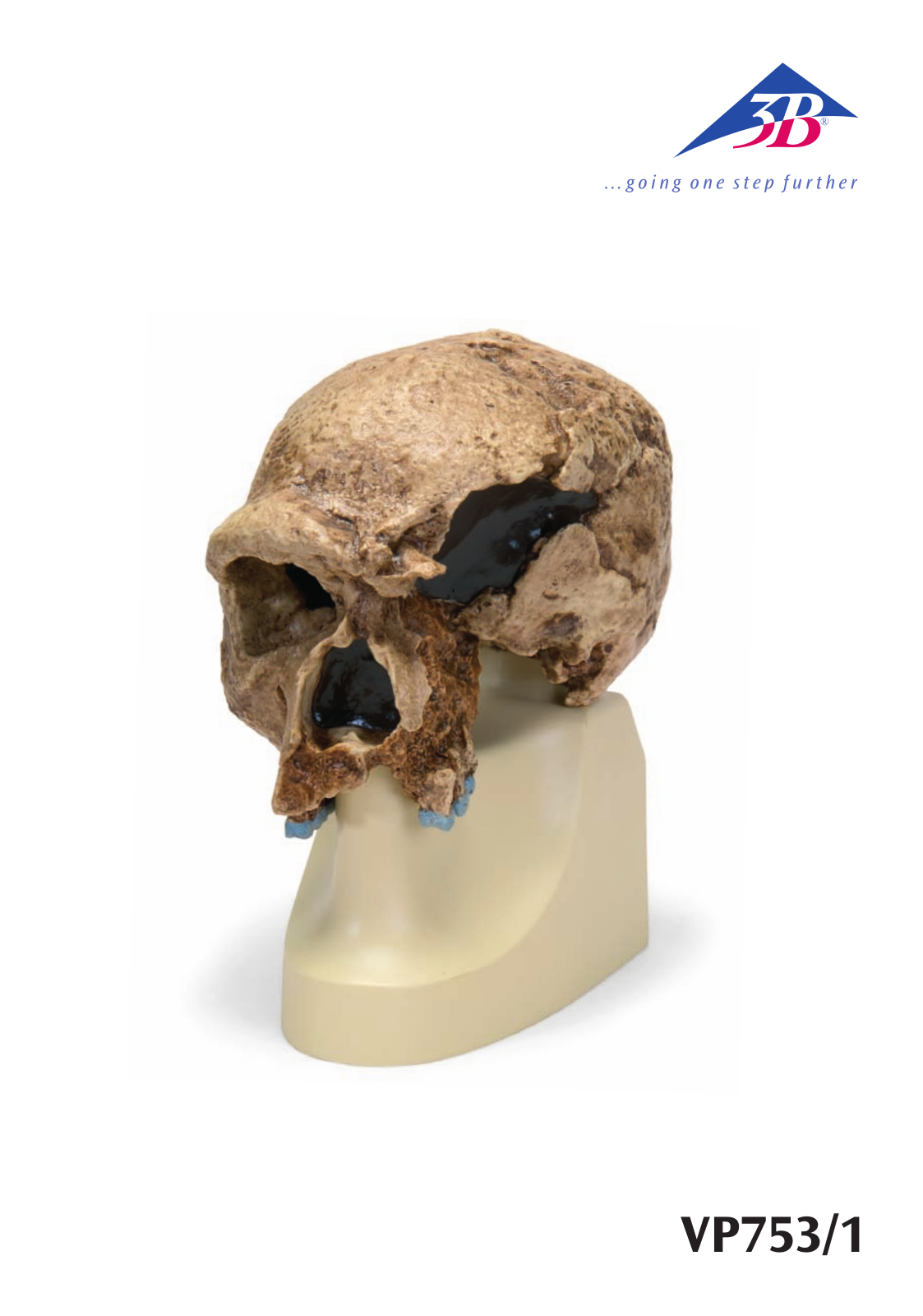 3B Scientific Anthropological Skull User Manual