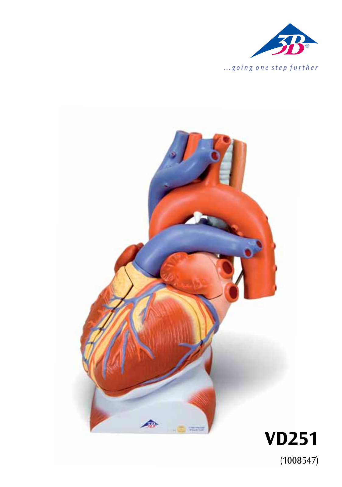 3B Scientific Heart on Diaphragm User Manual