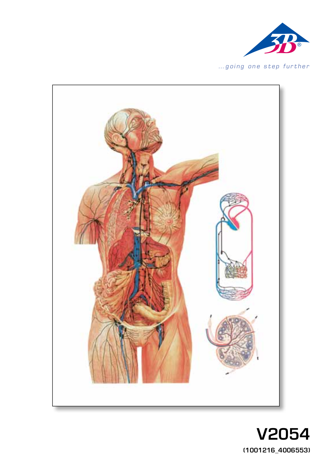 3B Scientific The Lymphatic System Chart User Manual