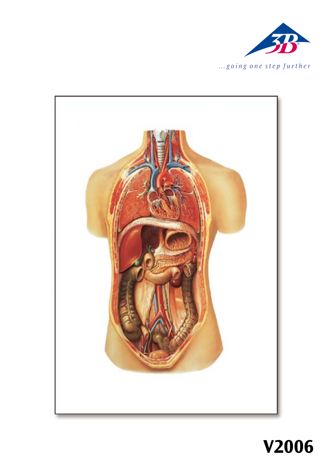 3B Scientific Internal organs Chart User Manual