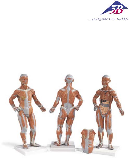 3B Scientific 1-3 Life-Size Muscle Figure User Manual
