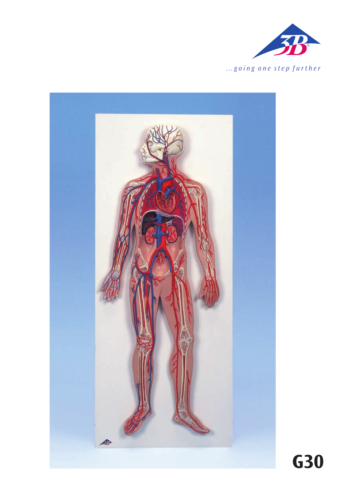 3B Scientific Circulatory System User Manual