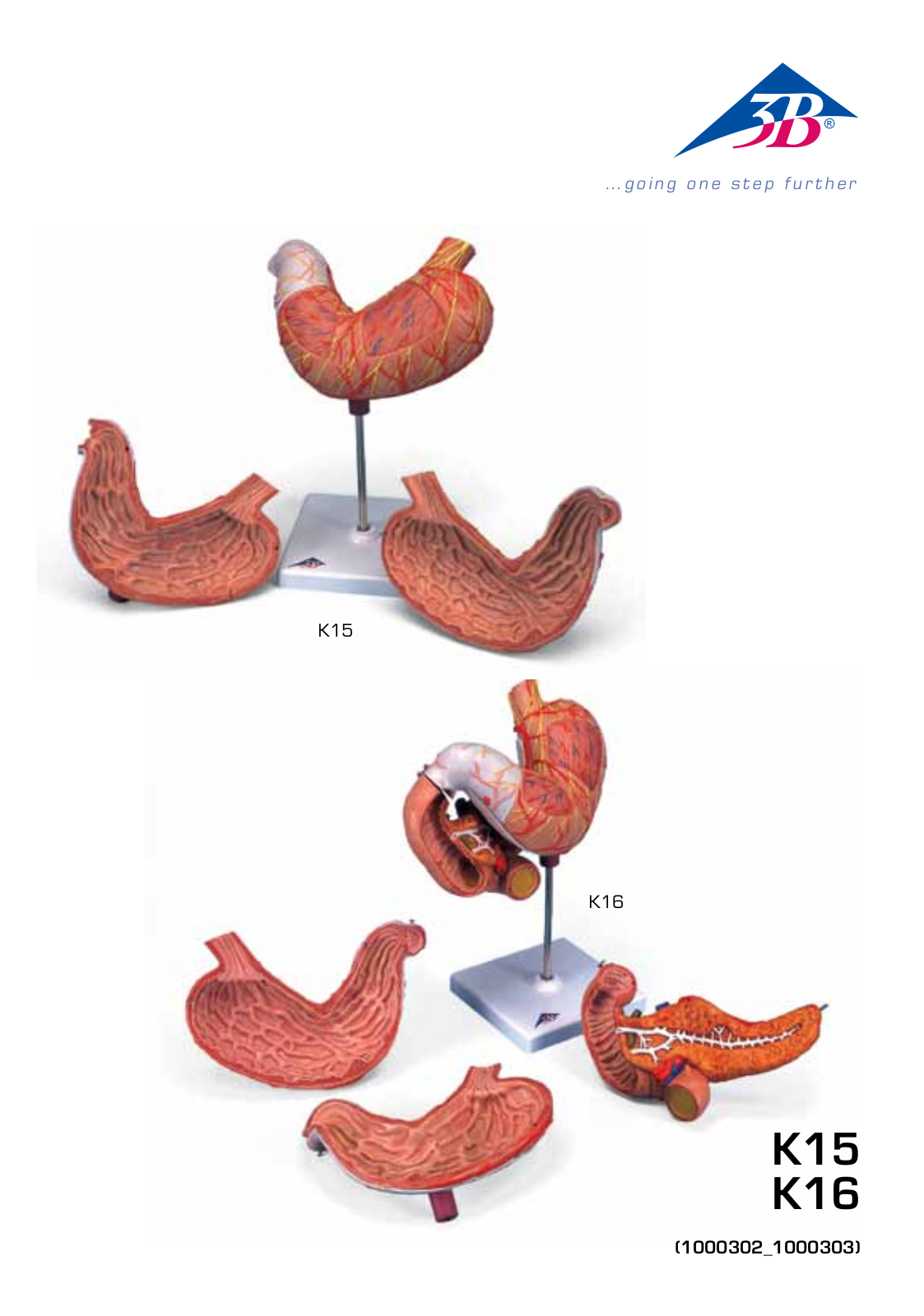 3B Scientific Stomach, 3 part User Manual