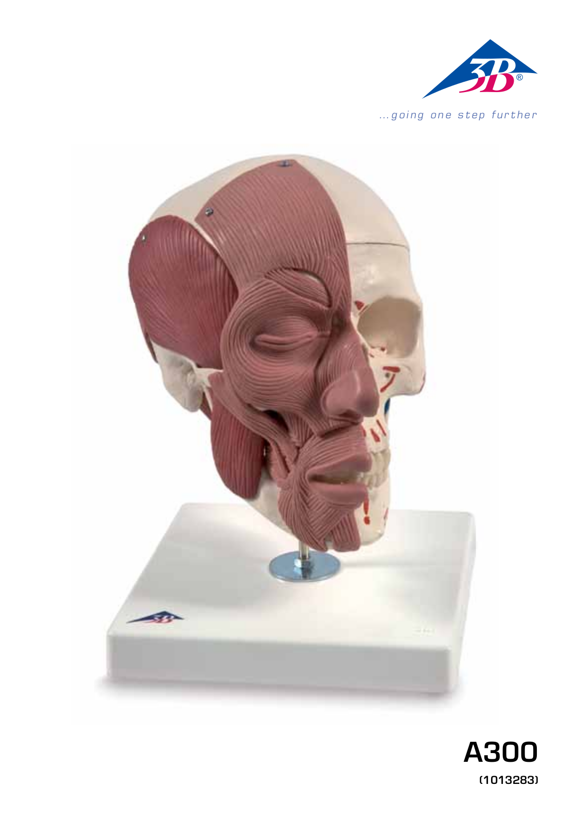 3B Scientific Skull with Facial Muscles User Manual