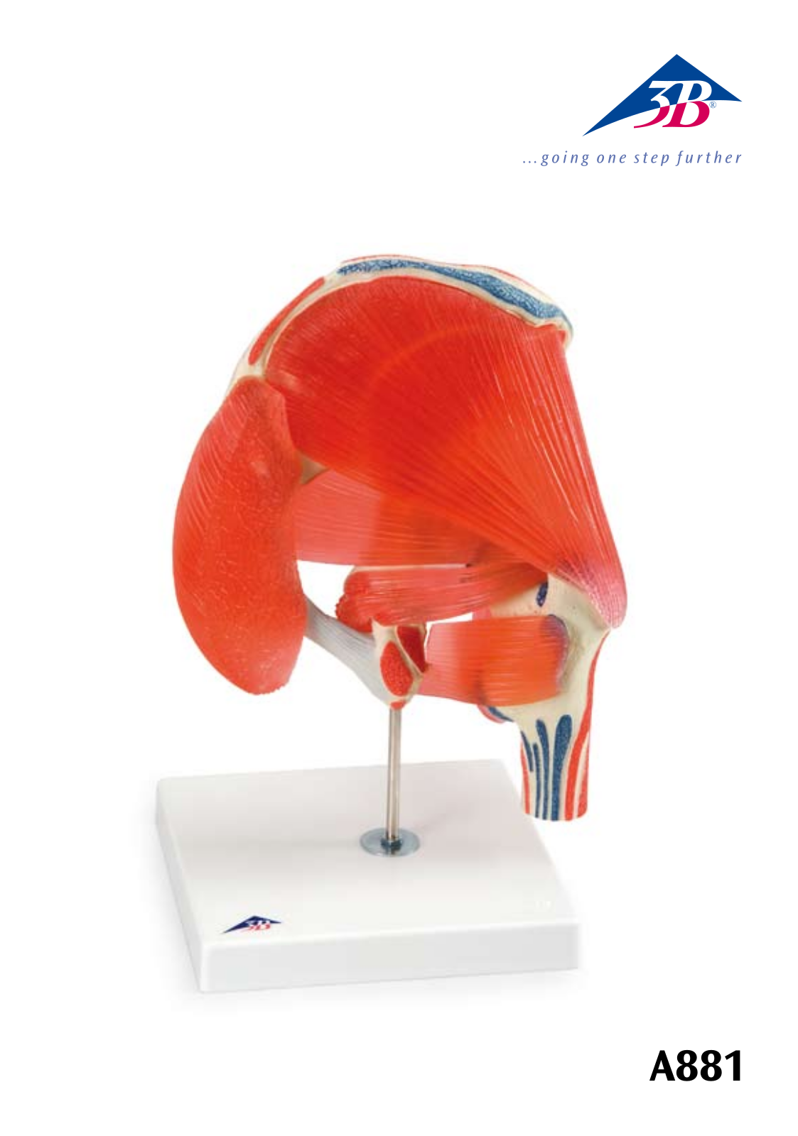 3B Scientific Hip Joint with Removable Muscles User Manual