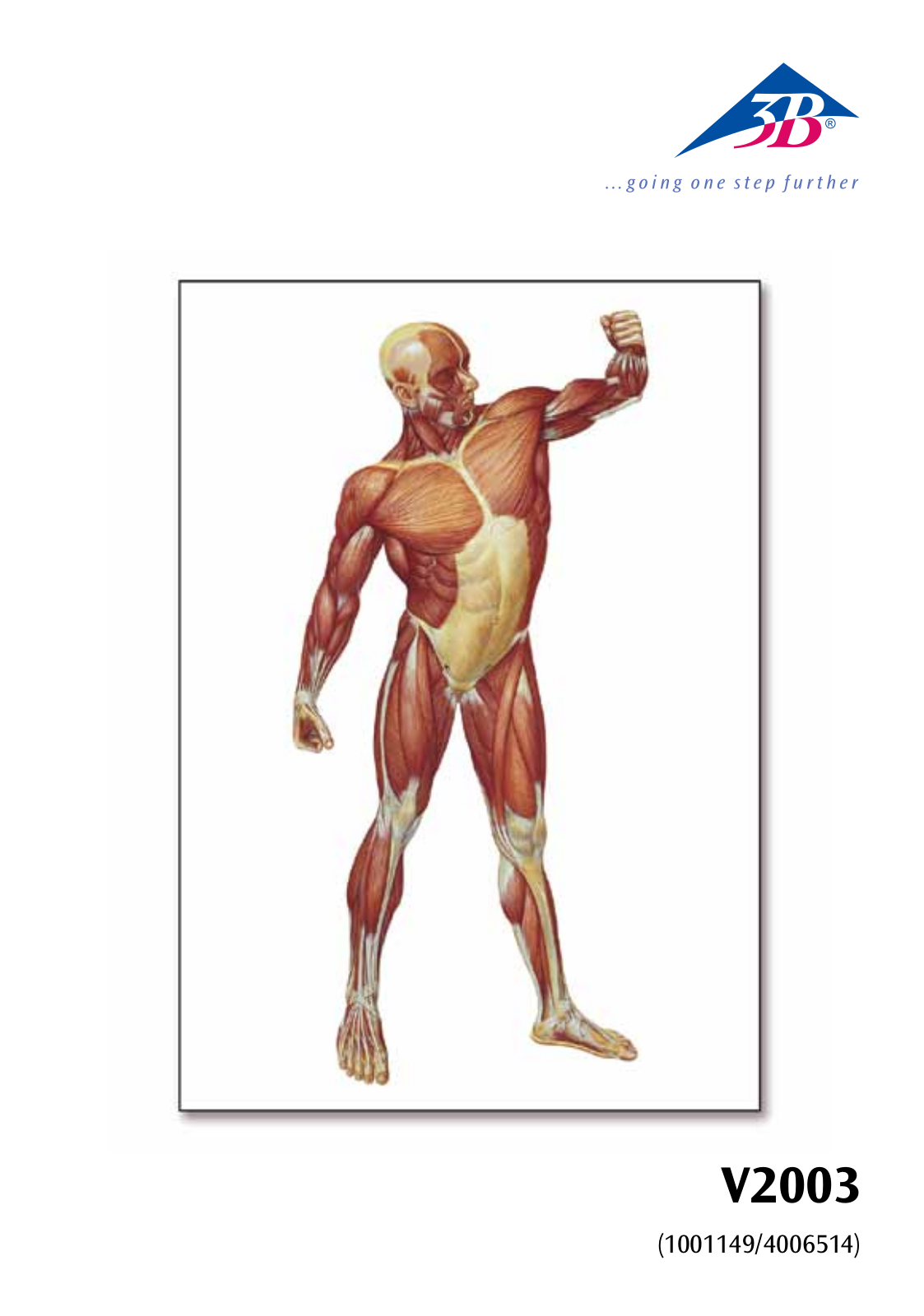 3B Scientific The Human Musculature Chart User Manual
