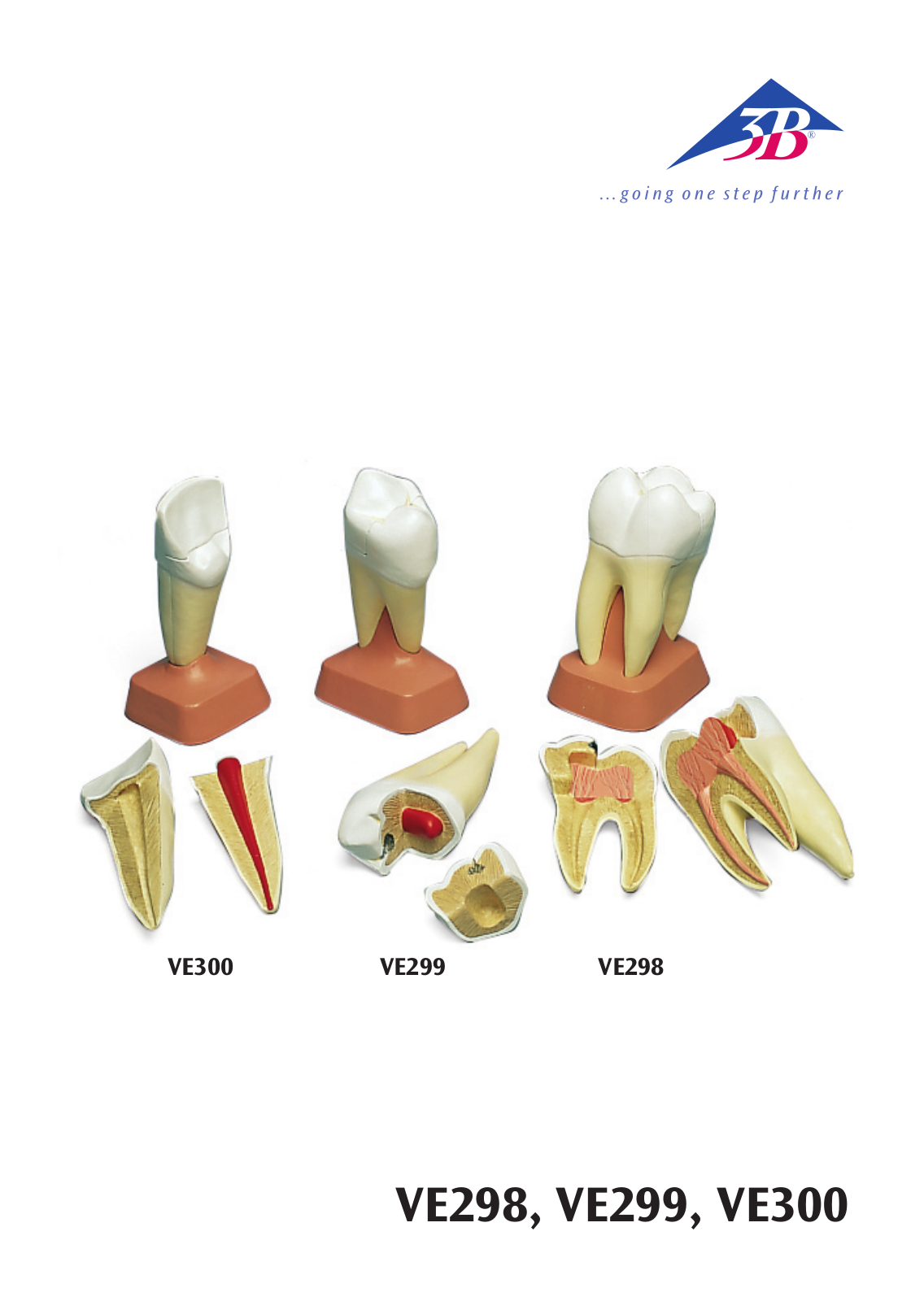 3B Scientific Upper Incisor User Manual